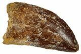 Carcharodontosaurus Tooth - Real Dinosaur Tooth #341279-1